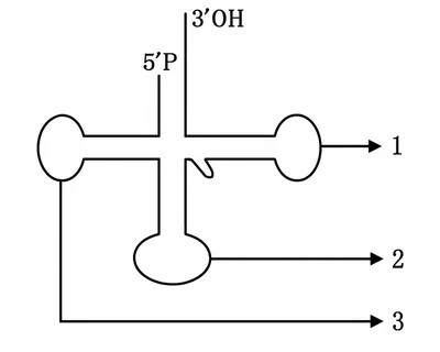 பரிமாற்ற ஆர்என்ஏ அமைப்பு வரைபடம்